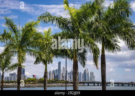 Palm trees and skyline view, Panama City, Panama, Panama, Central America Stock Photo