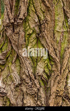 Close-up of the structures and grain of the bark with moss on the trunk of an old tree in winter in Germany Stock Photo