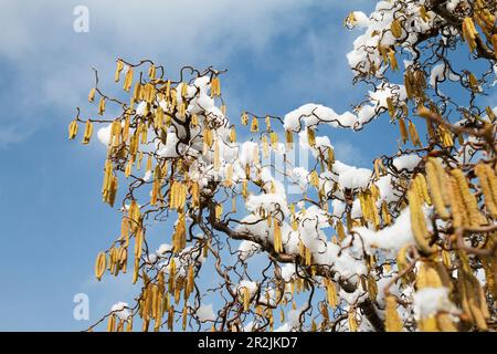 Corkscrew hazel (Corylus avellana) cultivar Contorta, snow, Germany Stock Photo