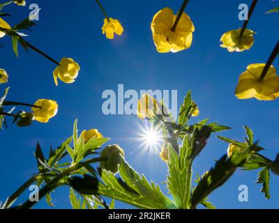 Globeflowers on Augstmatthorn with sun star, Trollius europaeus, Bernese Oberland, Swiss Alps, Switzerland, Europe Stock Photo