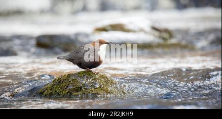 The white throated dipper Cinclus cinclus sitting on a stone and looking for food in winter, the best photo. Stock Photo