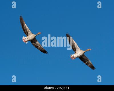 Barnyard Goose Wing Feathers Qty: 8 Size: 7-7.5 (Anser anser