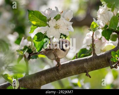 Tree sparrow in apple tree (Passer montanus), Bavaria, Germany Stock Photo
