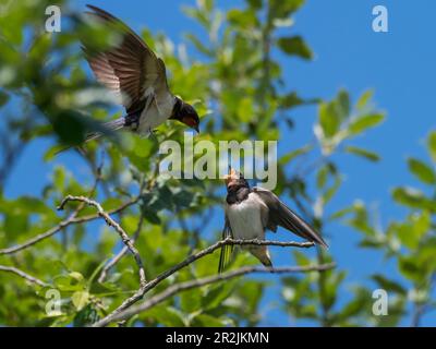 Barn swallow feeding young (Hirundo rustica), Germany, Europe Stock Photo