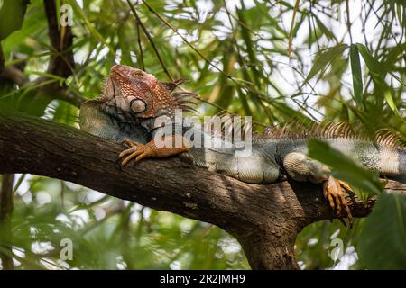 A green iguana (Iguana iguana) resting on a branch, Quepos, Puntarenas, Costa Rica, Central America Stock Photo
