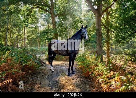 Horse in English Woodland. Stock Photo
