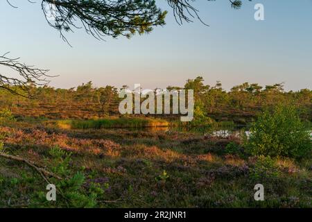 The &#39;Schwarzes Moor'39; nature reserve in the morning light, Rhön Biosphere Reserve, Lower Franconia, Franconia, Bavaria, Germany Stock Photo