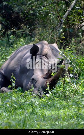 Uganda; Central Uganda in the Nakasongola District; south of the road from Kampala to Masindi near Nakitoma; Ziwa Rhino Sanctuary; White rhinoceros Be Stock Photo