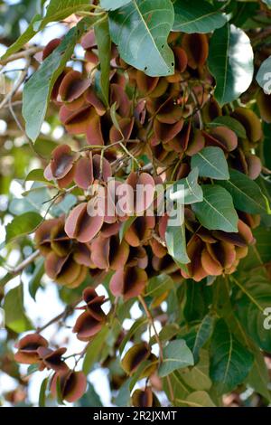 Uganda; Central Uganda in the Nakasongola District; south of the road from Kampala to Masindi near Nakitoma; Ziwa Rhino Sanctuary; Winged walnut with Stock Photo