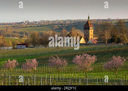 Almond blossom in the Palatinate, spring in Rhineland-Palatinate, Germany Stock Photo