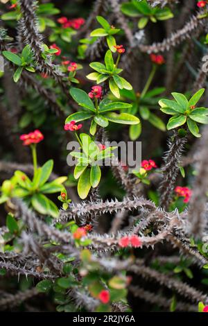 Jardin Canario Viera y Clavijo, Botanical Garden, Tafira, Las Palmas, Gran Canaria, Canary Islands, Spain Stock Photo