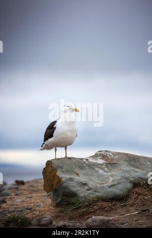 Seagull sitting on rock in Isla Magdalena National Park, Punta Arenas, Patagonia, Chile, South America Stock Photo