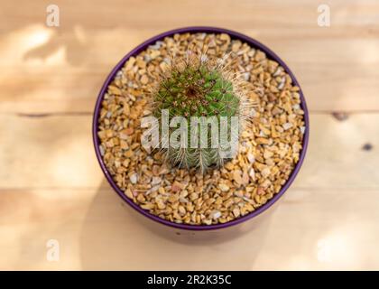 High angle view of a golden column cactus in a beautiful pot on wooden background. selective focus Stock Photo