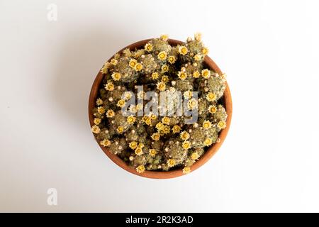 Mammillaria Prolifera cactus in a pot with beautiful yellow flowers top view Stock Photo
