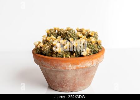 Mammillaria prolifera cactus in a pot on isolated on white background Stock Photo