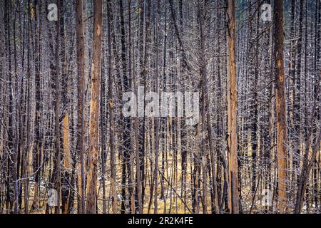 Dead trees without leaves inside hot zone of Yellowstone national park, Wyoming, USA. Stock Photo