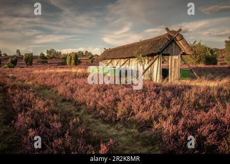 Beekeeping hut and beehives in the Lüneburg Heath near Wilsede, Lower Saxony, Germany, Europe Stock Photo