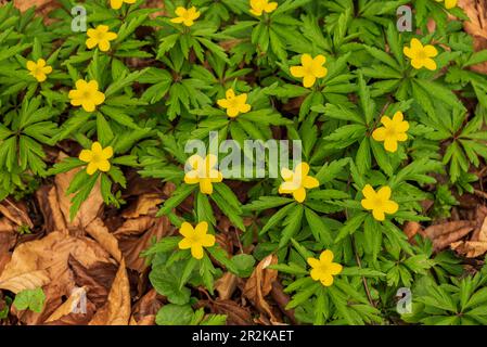 Group of flowering yellow anemones (Anemonoides ranunculoides) in a springtime forest. Suitable as a natural spring background. Stock Photo