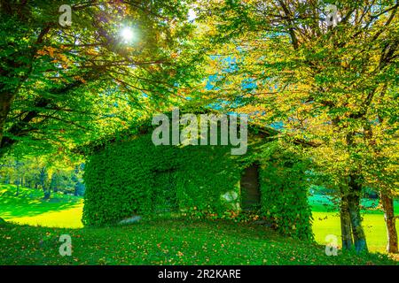 Tree and House on the Field with Mountain View in Autumn in Lombardy, Italy. Stock Photo