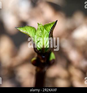 Spring awakening of a hydrangea, close-up, Bad Honnef, NRW, Germany Stock Photo
