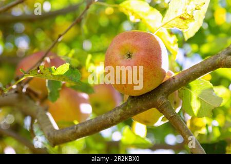 ripe apples on the tree Stock Photo
