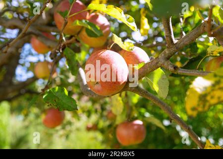 ripe apples on the tree Stock Photo