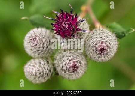 Beautiful macro shot of a woolly burdock inflorescence (Arctium tomentosum) with one purple flower blooming Stock Photo