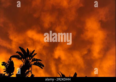 Silhouette of banana trees in front of dramatic storm clouds, La Palma, Spain Stock Photo