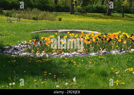 different coloured tulips in a bed Stock Photo