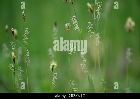 Sedge. Carex cespitosa. Young green grass. Spring grass, weed on a blurry natural background. Flowering fluffy spikelets of sedge. Stock Photo