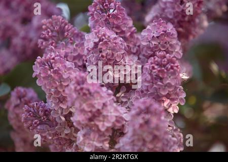 Purple common lilac blossom beautiful flowers. Big lilac branch blooming. Beautiful lilac flowers. Spring blue lilac flowers close-up on blurred backg Stock Photo
