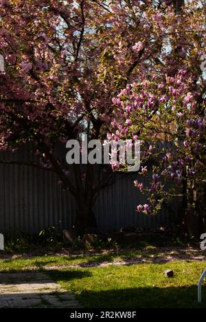 View on pink sakura in the garden near fence in the morning light Stock Photo