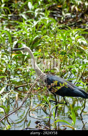 White-necked Heron, Ardea pacifica. Stock Photo