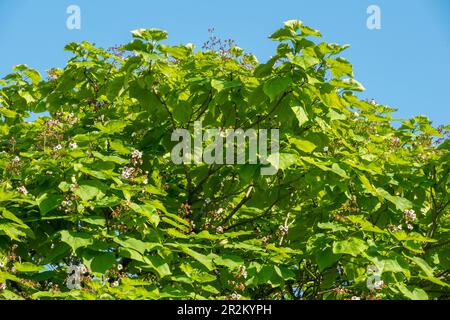 The crown of a Catalpa tree in bright green leaf against a clear blue sky Stock Photo