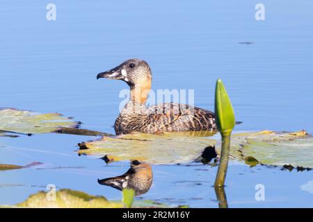 African White-backed Duck (Thalassornis leuconotus), Willem Appel Dam, Stanford, Western Cape, South Africa Stock Photo