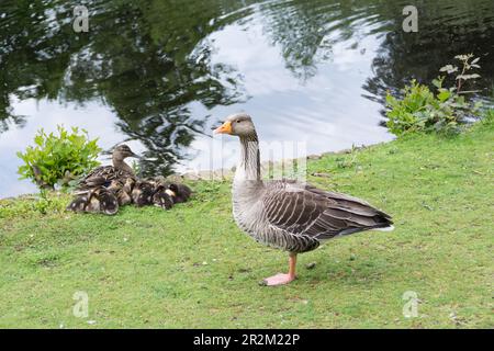 Closeup of a Canada Goose (Branta canadensis)  standing guard next to a female Mallard duck (Anas platyrhynchos) and her newly hatched ducklings Stock Photo