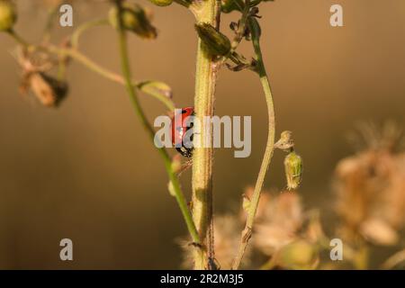 Ladybug on the tree is classified as a scarab Invertebrate There are many types and colors. Stock Photo