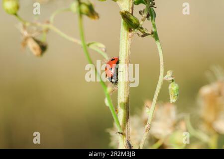 Ladybug on the tree is classified as a scarab Invertebrate There are many types and colors. Stock Photo