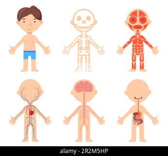 Educational poster with boy and anatomical systems of his body Stock Vector