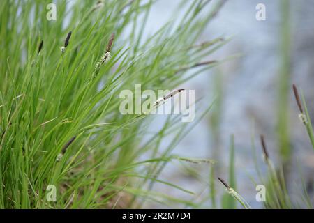 Sedge. Carex cespitosa. Flowering fluffy spikelets of sedge. Spring grass, weed on a blurry natural background. Young green grass. Stock Photo