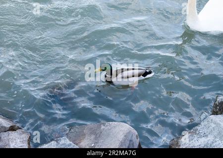 vienna, austria - 04 april 2023: mallard bird is roaming in the danube river Stock Photo