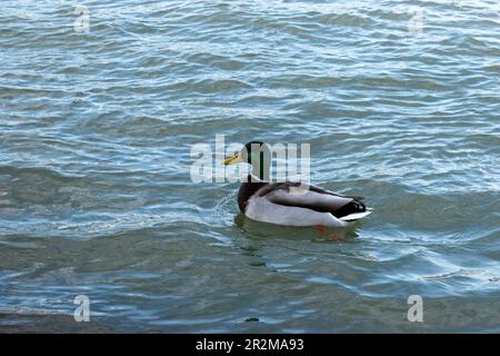 vienna, austria - 04 april 2023 mallard bird is roaming in the danube river. Stock Photo