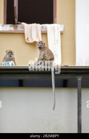 Two members of a long tailed macaque family eat bread from a cut loaf stolen from the house they're sitting on in Singapore Stock Photo