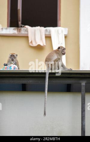 Two members of a long tailed macaque family eat bread from a cut loaf stolen from the house they're sitting on in Singapore Stock Photo