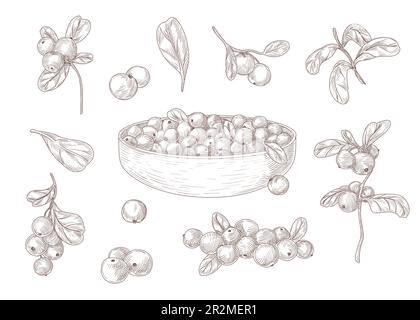 Set of engraving monochrome drawings of cranberry Stock Vector