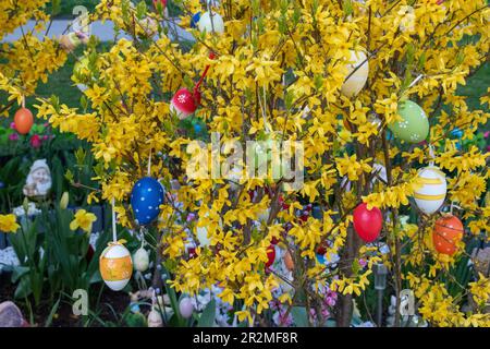 easter tree decorated with colorful easter eggs. austria, europe Stock Photo