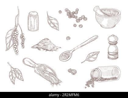 Hand drawn vintage sketch of different kinds of black pepper Stock Vector