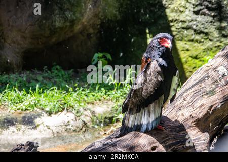 The bateleur or Terathopius ecaudatus is a medium-sized eagle in the family Accipitridae can be found in nature in Zimbabwe Stock Photo