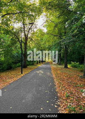 Beautiful landscape with pathway among tall trees in park Stock Photo
