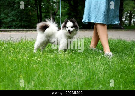Woman with cute fluffy Pomeranian dog walking in park, closeup Stock Photo